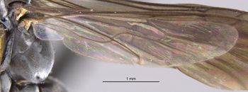 Media type: image;   Entomology 30972 Aspect: Wing hind